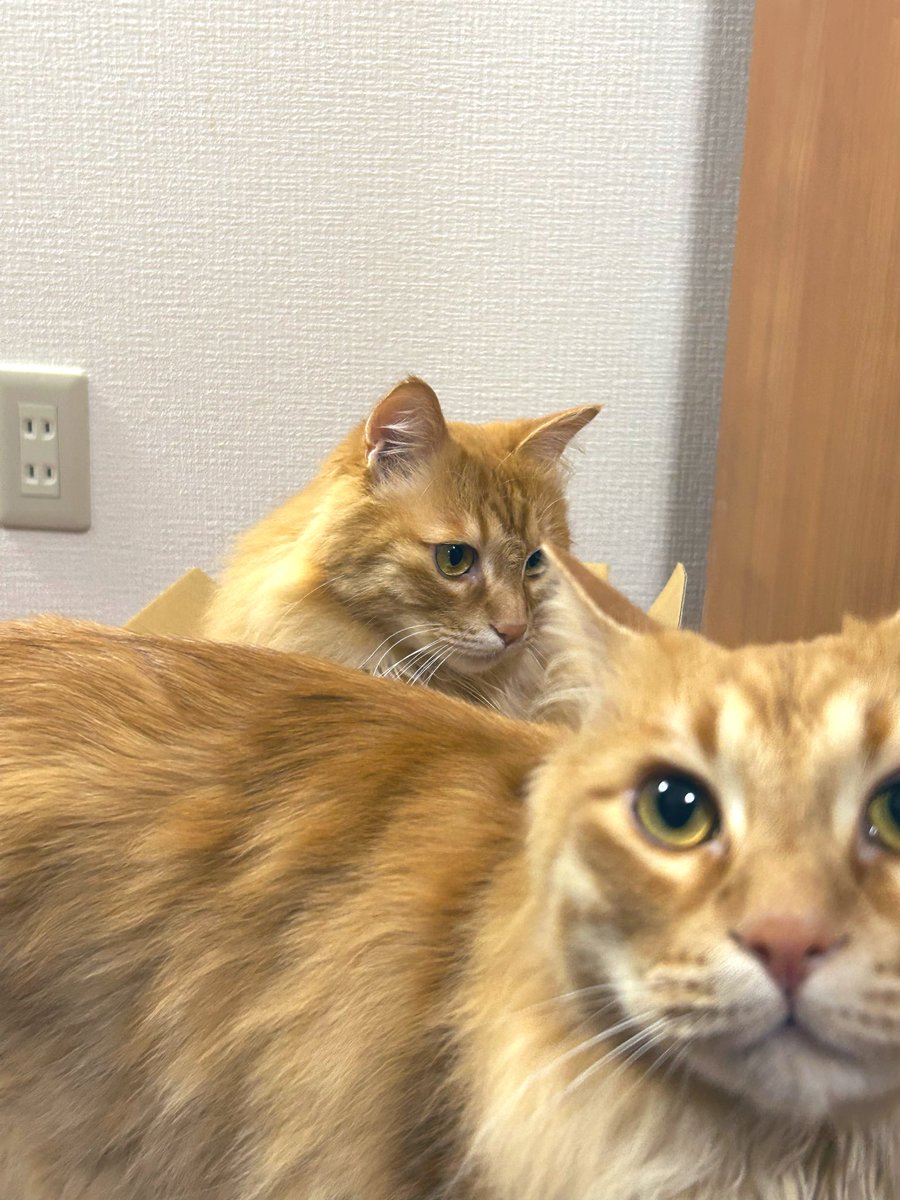 mmum0802's tweet photo. 実家から届いた箱の個人情報の部分を隠してくれる猫 https://t.co/WfSglFRsvS