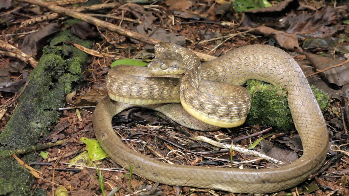 cftechgrove's tweet photo. Unseen. Unchecked. Unrelenting.

The Brown Tree Snake is threatening ecosystems, infrastructure, and military readiness across Guam. Traditional methods aren’t enough.

We need AI, autonomous systems, predictive analytics, and field-ready solutions. https://t.co/qww0T69sUH