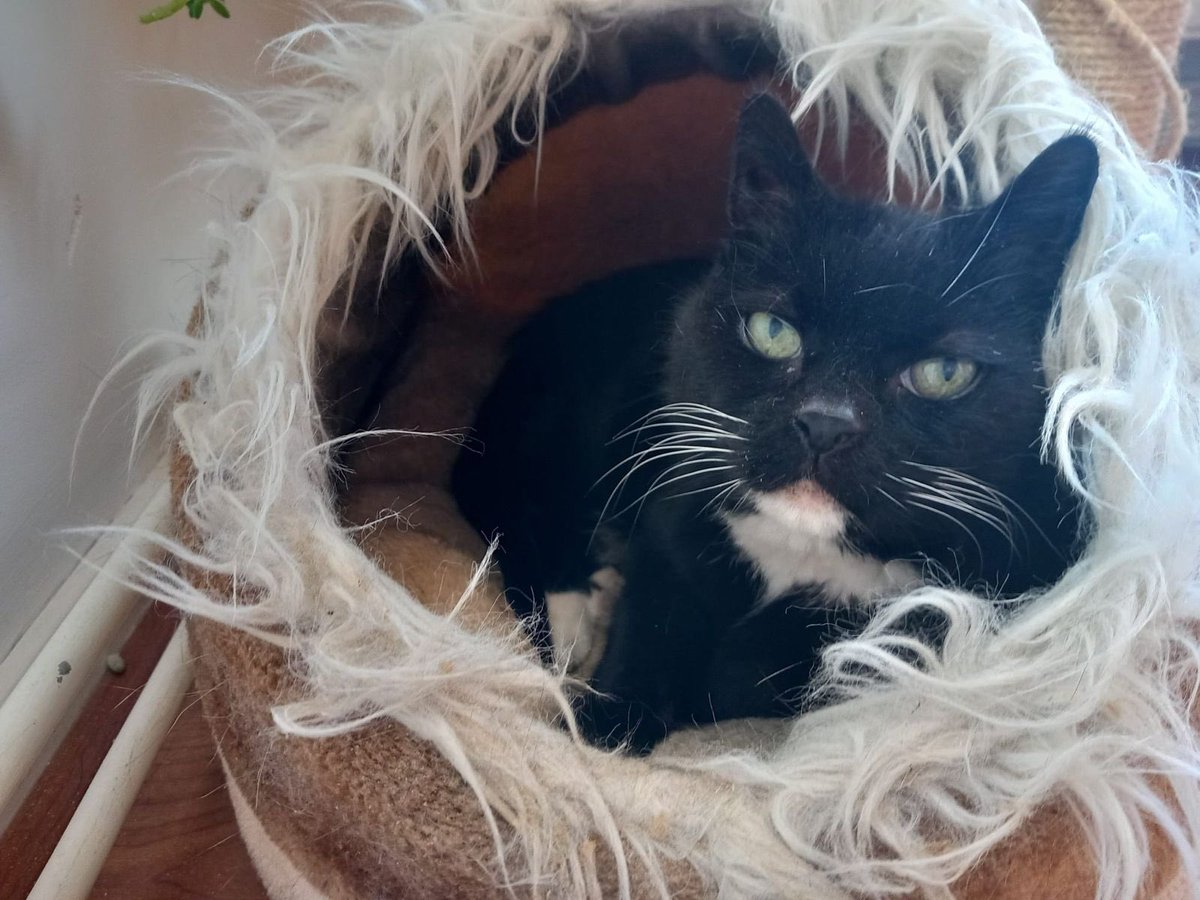 SAZ - Stichting Amsterdamse Zwerfkatten tweet media