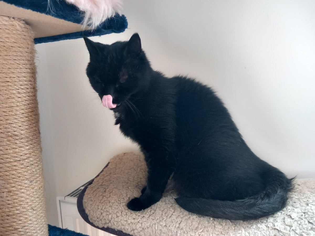 SAZ - Stichting Amsterdamse Zwerfkatten tweet media