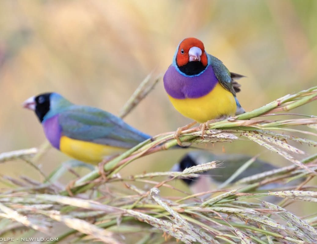 nvolpewild's tweet photo. Australia’s most beautiful bird, less than 2500 remain! 🥹
Invasive grasses have exacerbated fires in their habitat destroying nesting hollows and the native grasses they feed on. Used to be hundreds of thousands of these birds last century… 🔥🌾 https://t.co/EqxWsFRGb6