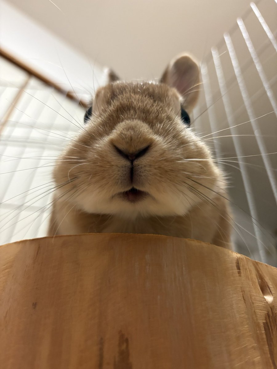 ごま🐰(飼い主:あるじ) tweet media