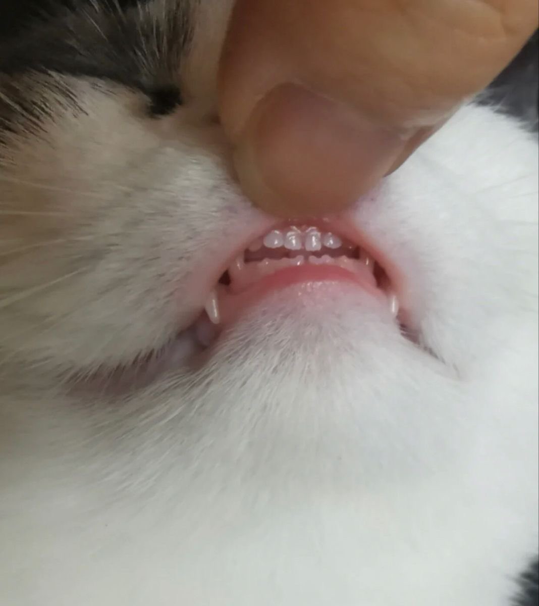 บู้ว 🐈‍⬛ ྀི tweet media