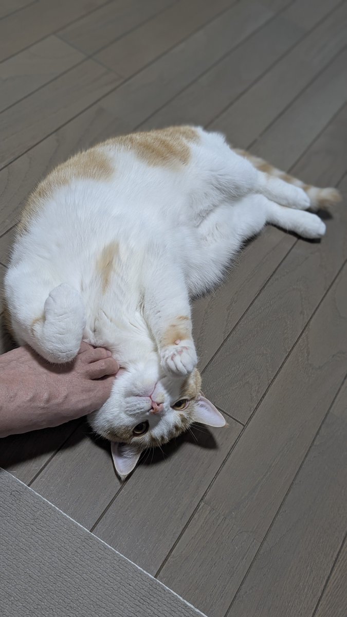 ともりん( ´ω`)つ🇯🇵 (@tomorin76) / Posts / X