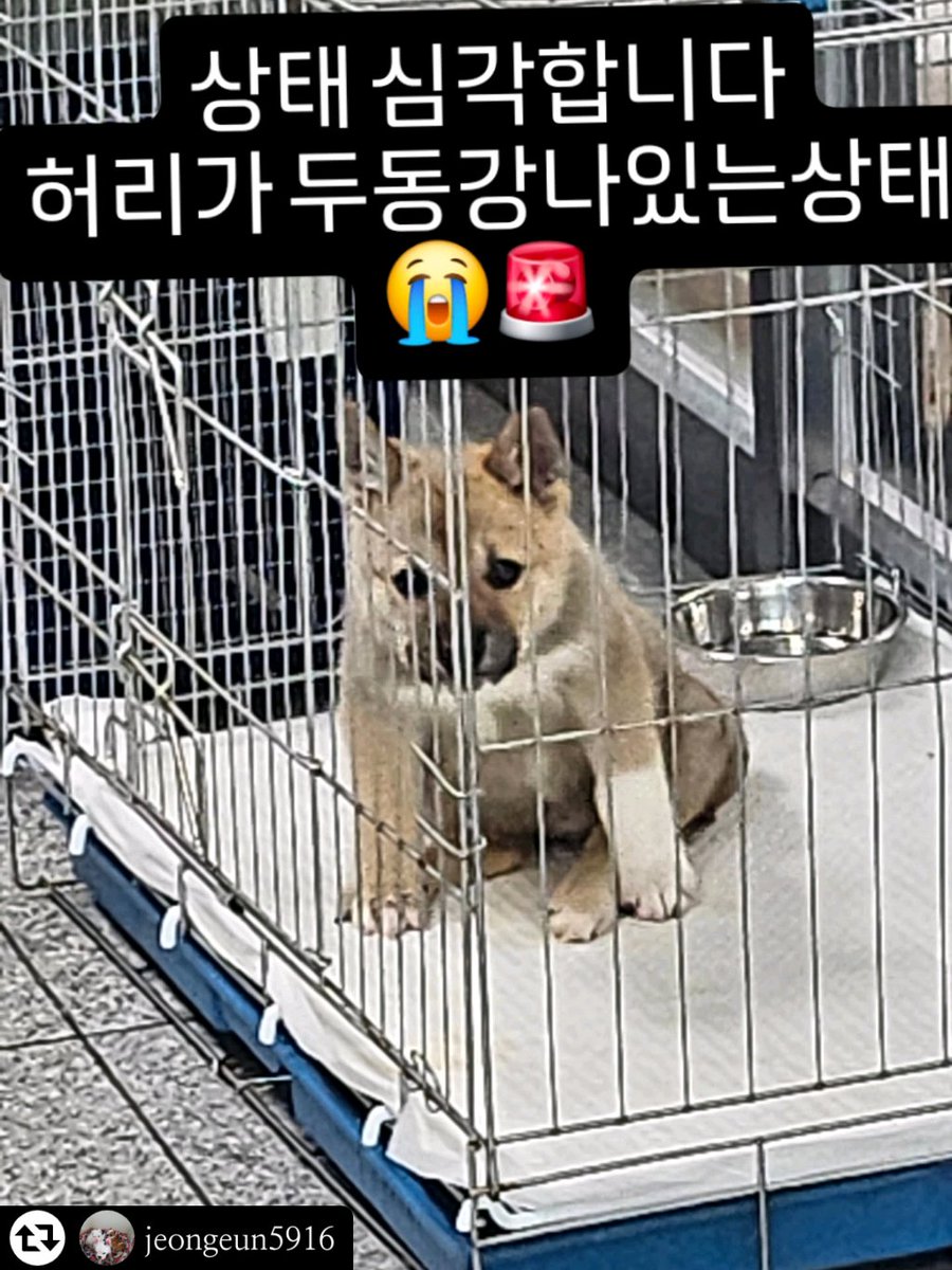 🐻❄️웅이🐻❄️ tweet media