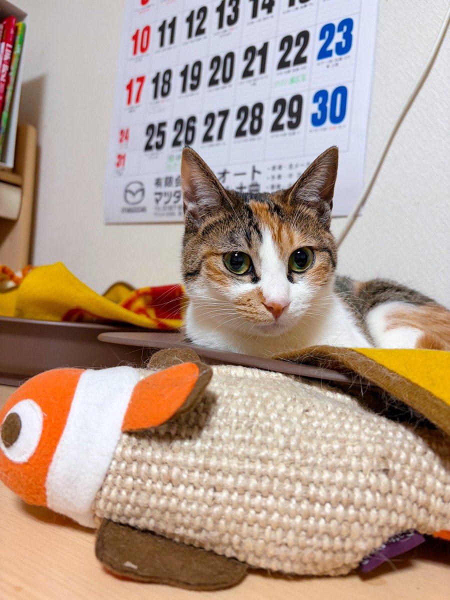 三毛猫