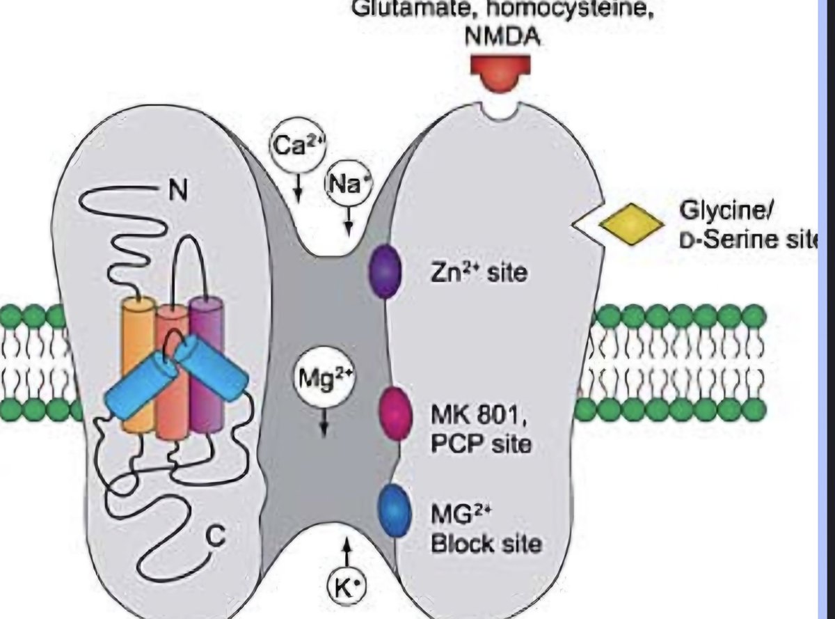 JanayJC's tweet photo. #Supplements #Calming @spoiledchildnyc #science Reduction of hyperexcitability. NMDA receptors are a type of glutamate (excitation neurotransmitter) receptor. Magnesium prevents excessive influx, generates a neuroprotective effect, &amp; is antagonistic to overactive NMDA pathways. https://t.co/zmYTsOFJC1