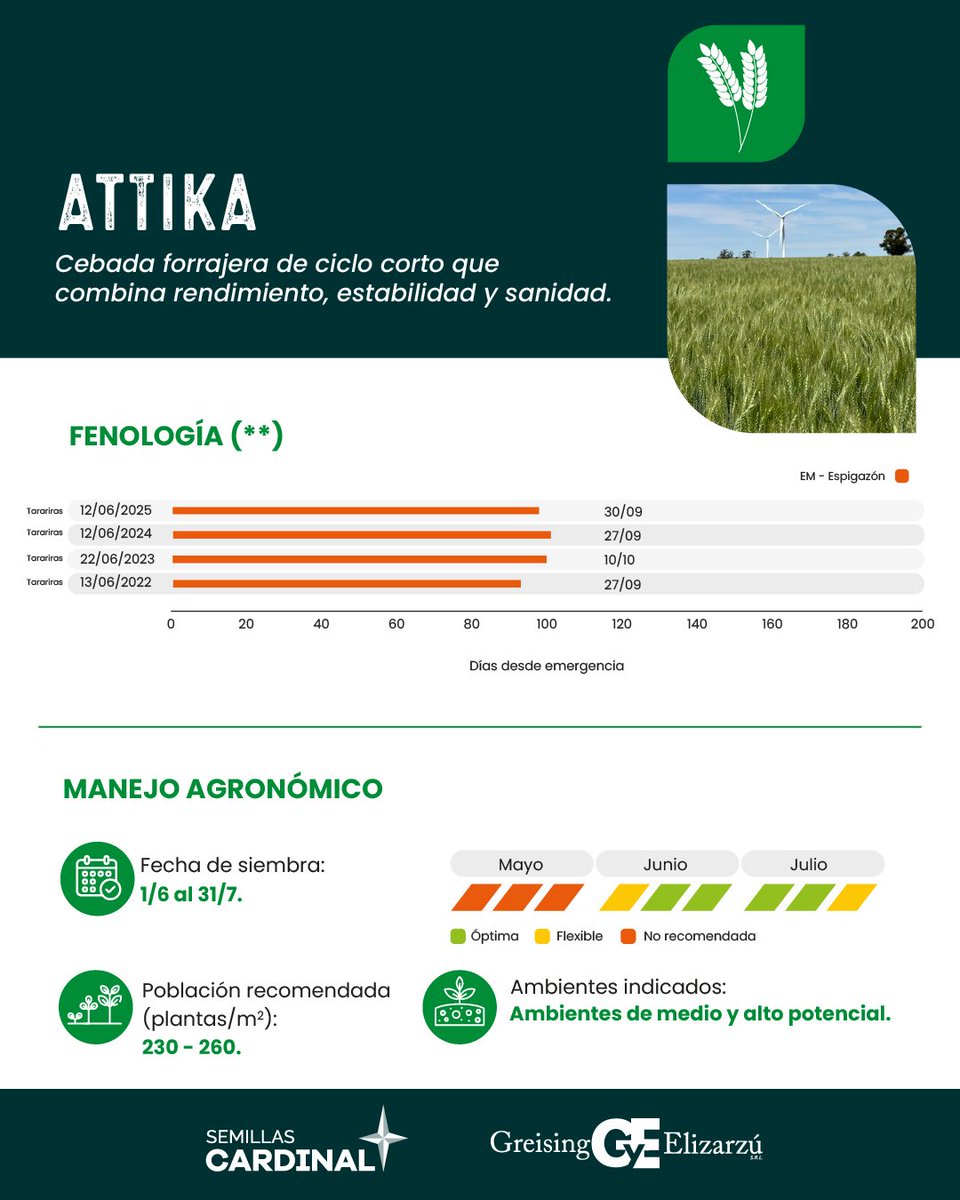 Cardinalseeds's tweet photo. 𝗔𝗧𝗧𝗜𝗞𝗔🌱
Cebada forrajera de ciclo corto que combina rendimiento, estabilidad y sanidad.

✅ Ciclo corto
✅ Alto rendimiento
✅ Buena sanidad
✅ Estabilidad productiva

✨ Semillas Cardinal | @GyEsemillas https://t.co/tXtqSslGg5