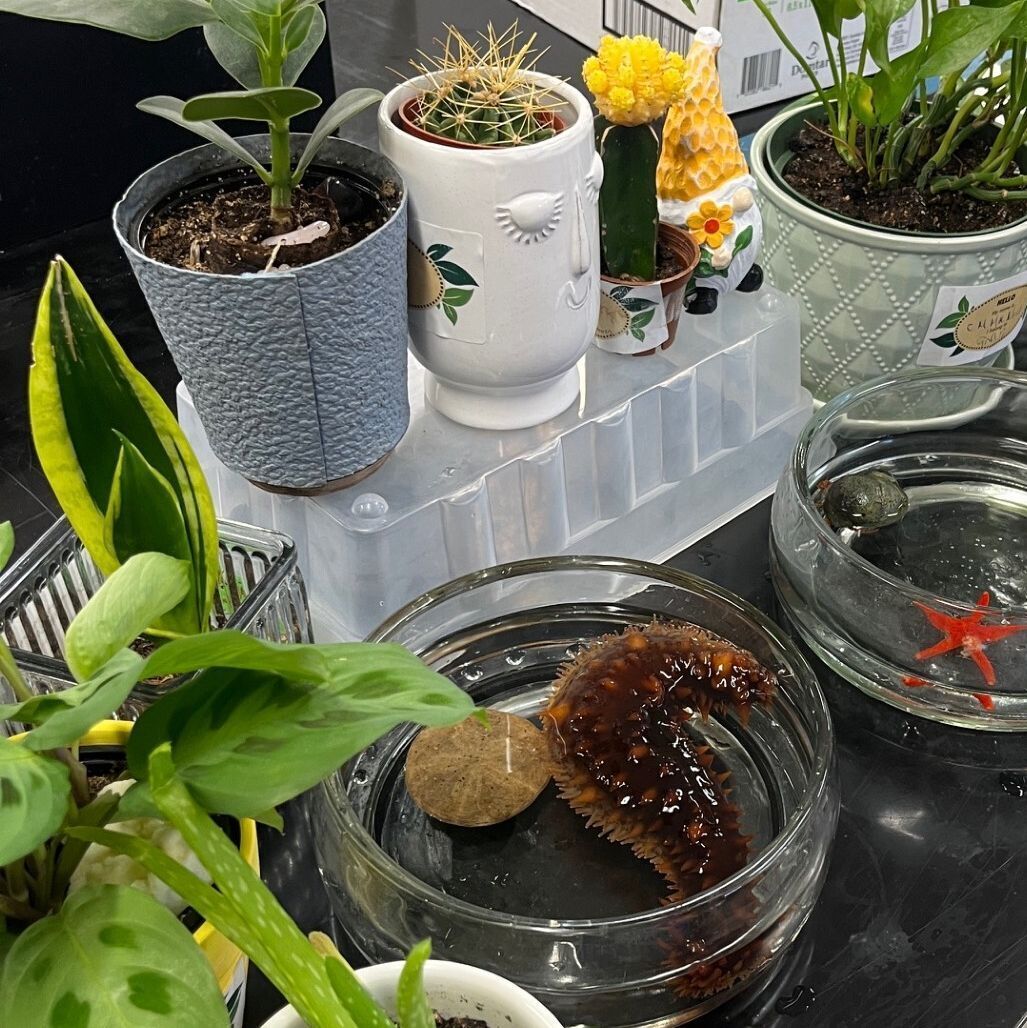 stfxlibrary's tweet photo. This week, the campers were invited by the Biology department to visit some friends in J. Bruce Brown Hall! 

The plants visited the Aquatics Room, met their ancient ancestor the green algae, and learned about the exciting research that takes place within the building! https://t.co/r3EstmeCWO