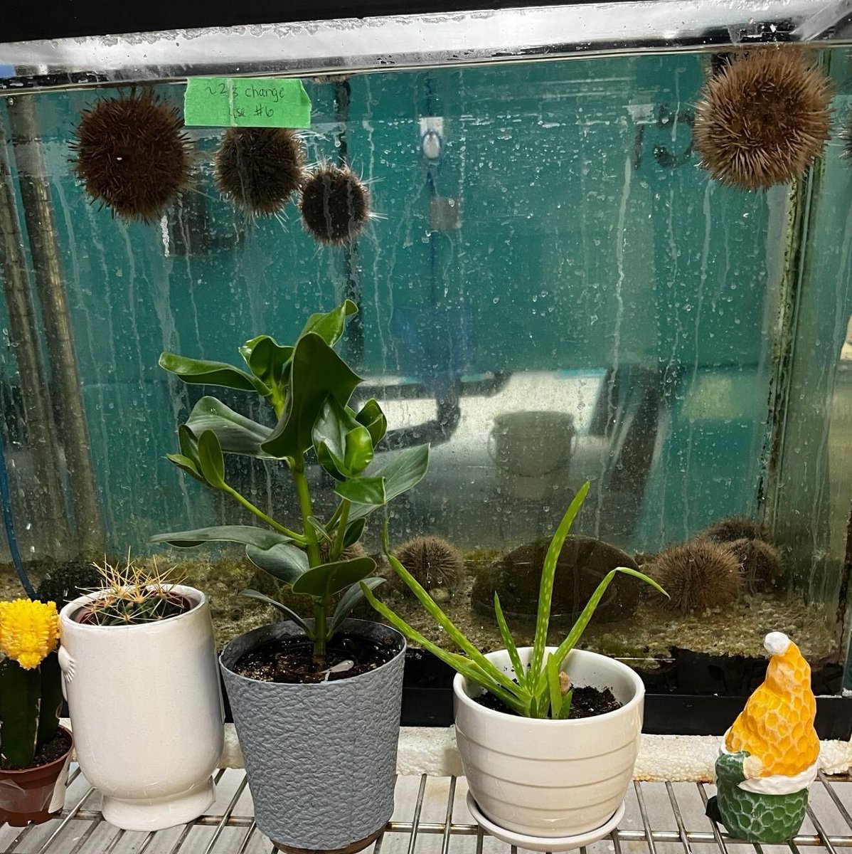 stfxlibrary's tweet photo. This week, the campers were invited by the Biology department to visit some friends in J. Bruce Brown Hall! 

The plants visited the Aquatics Room, met their ancient ancestor the green algae, and learned about the exciting research that takes place within the building! https://t.co/r3EstmeCWO