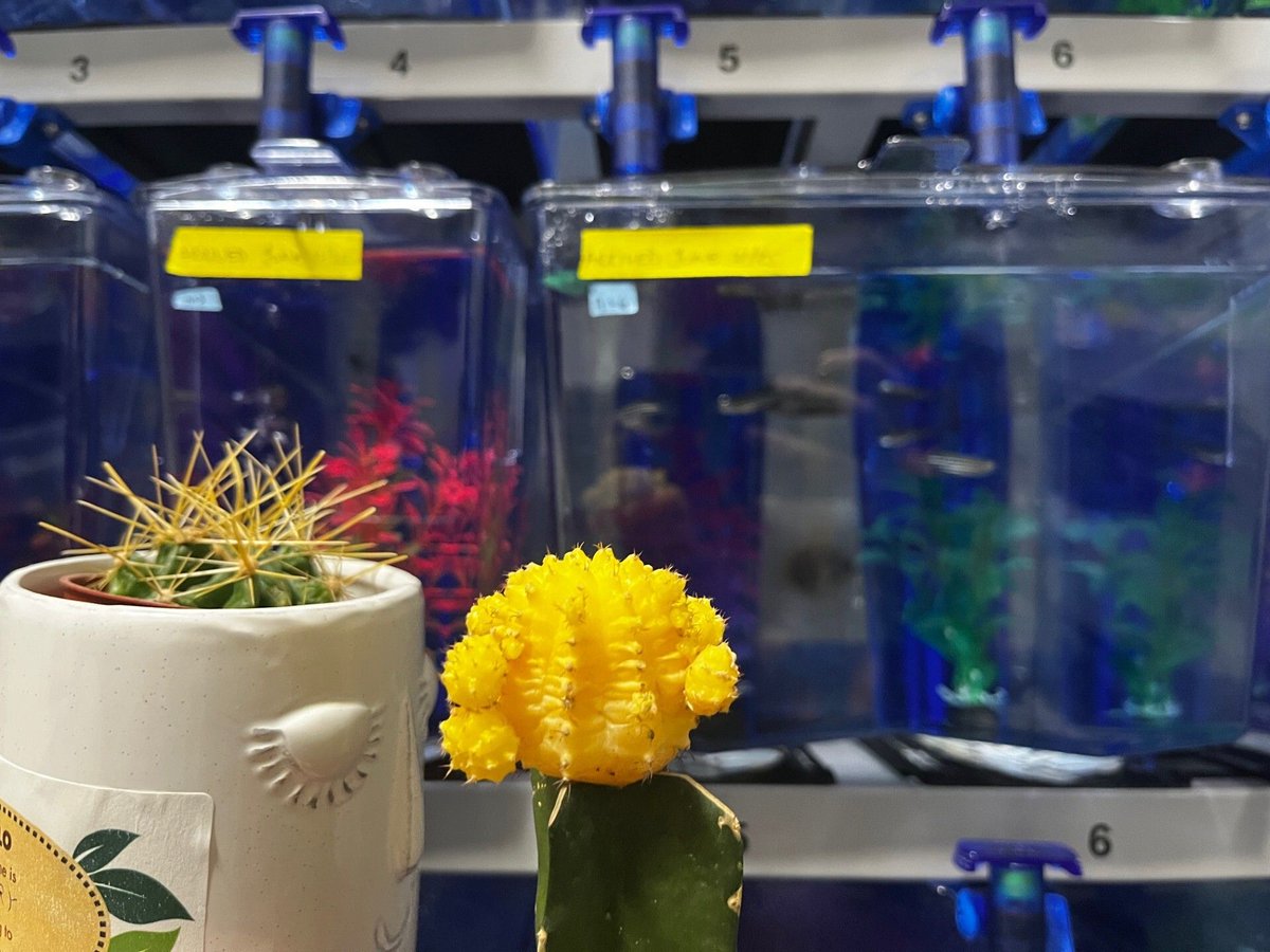 stfxlibrary's tweet photo. This week, the campers were invited by the Biology department to visit some friends in J. Bruce Brown Hall! 

The plants visited the Aquatics Room, met their ancient ancestor the green algae, and learned about the exciting research that takes place within the building! https://t.co/r3EstmeCWO