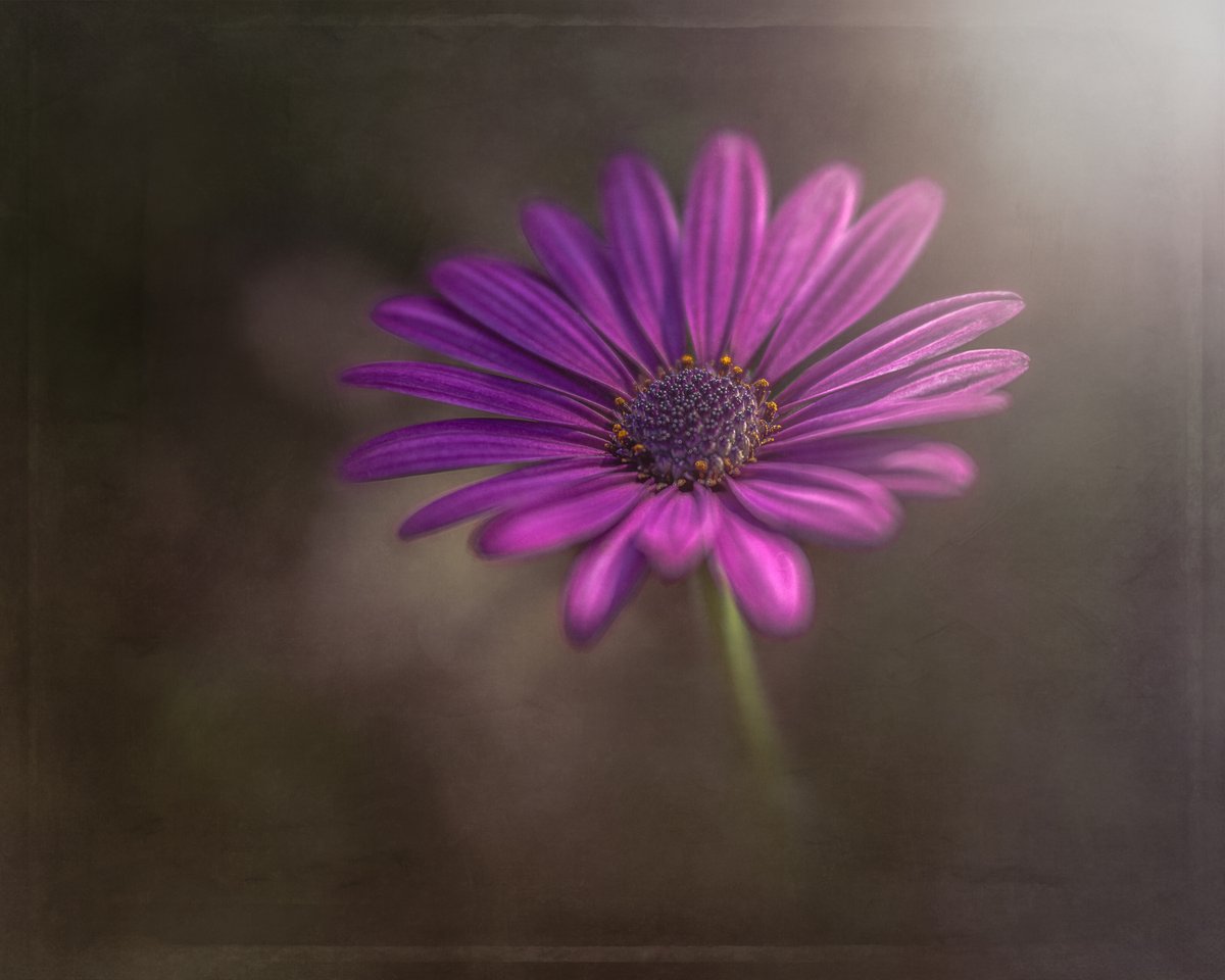 Tina Quillen Photography tweet media