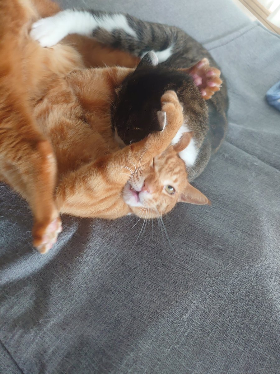 猫のいる暮らし tweet media