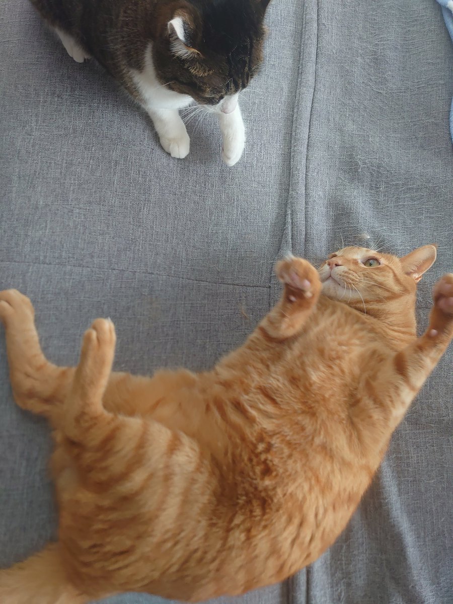 猫のいる暮らし tweet media