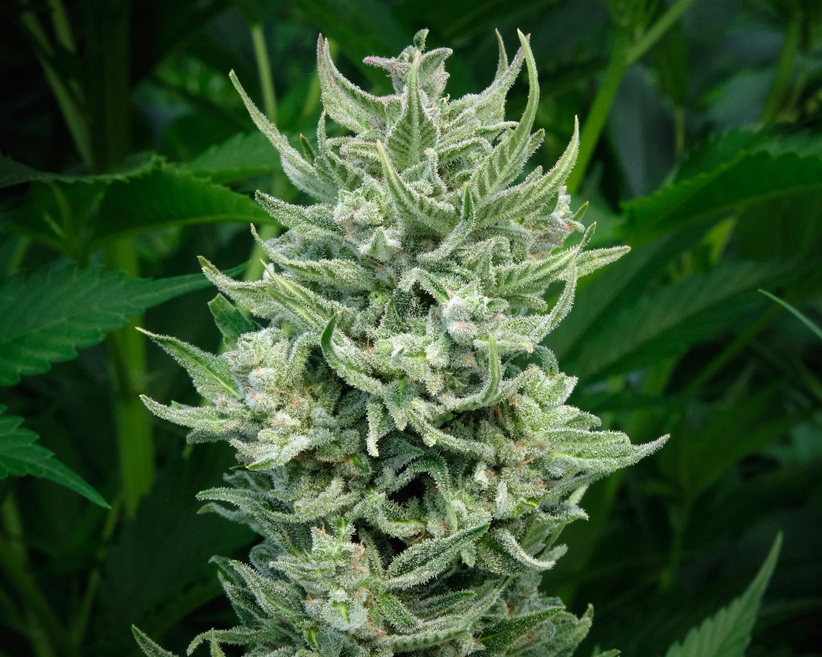 High Times tweet media