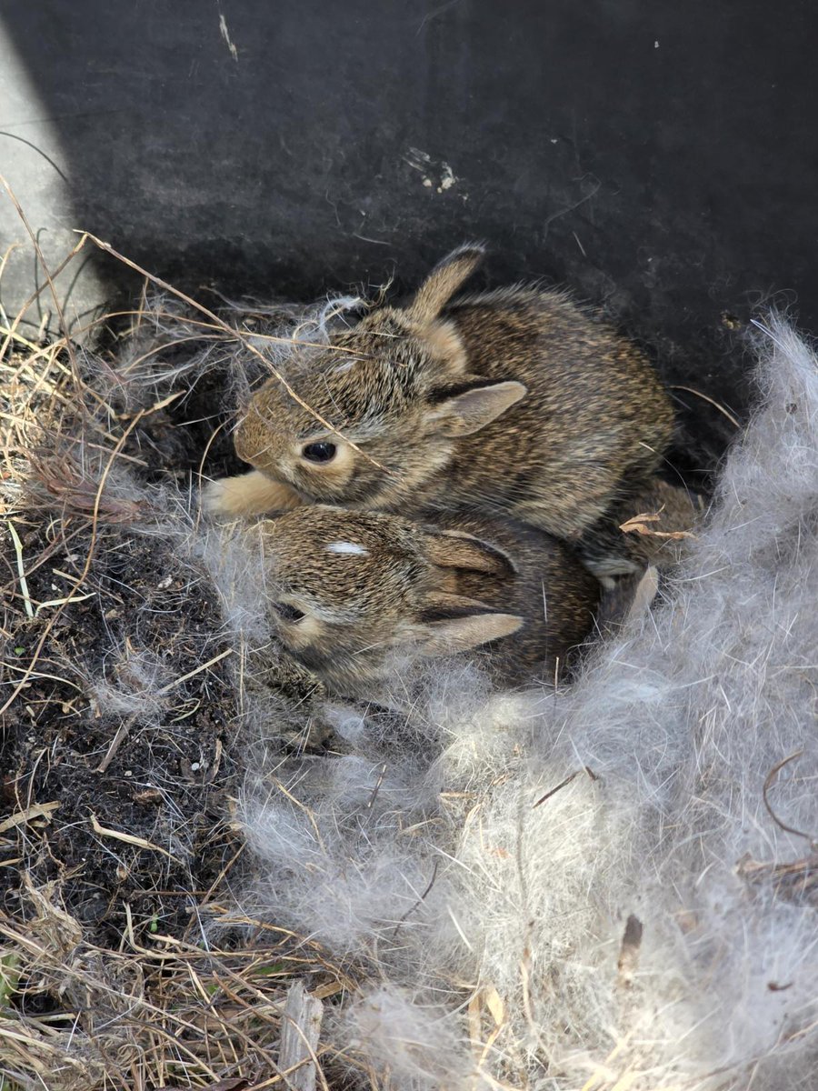 CallMeSymphathy's tweet photo. // Daily bunny check. They grow fast! https://t.co/lybWrezDa5