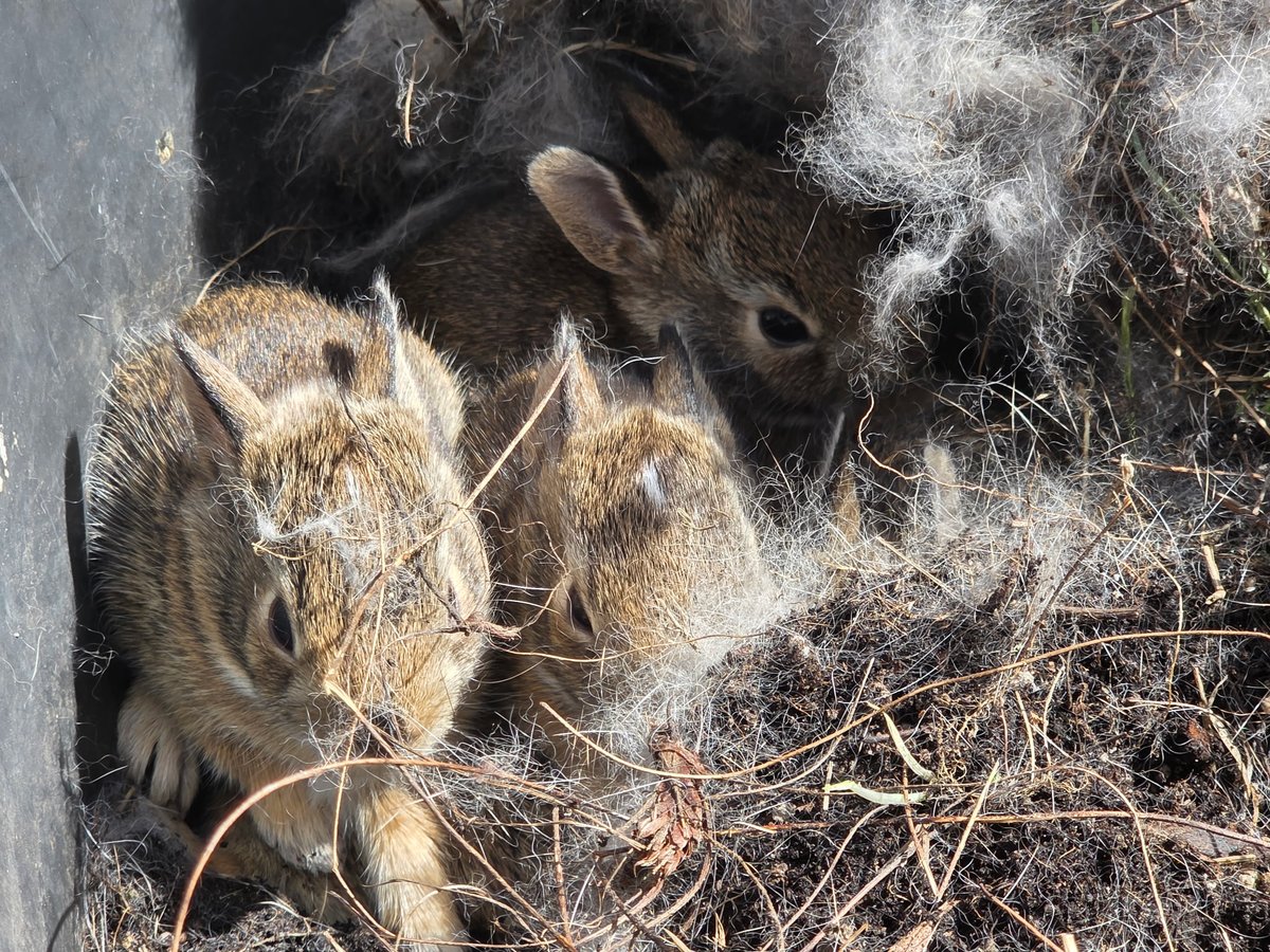 CallMeSymphathy's tweet photo. // Daily bunny check. They grow fast! https://t.co/lybWrezDa5