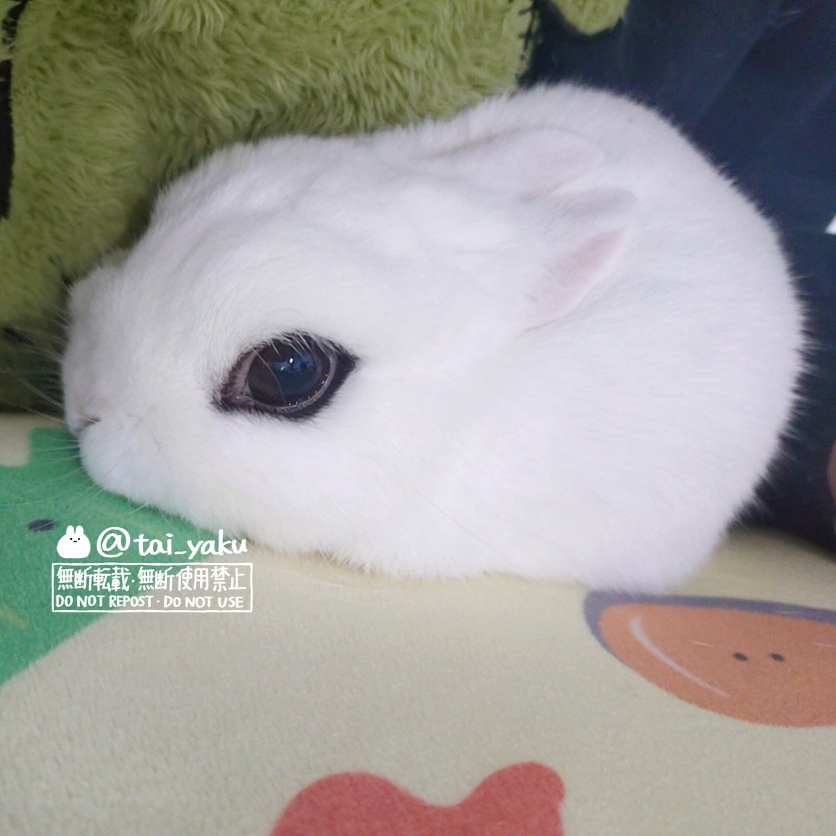 お毛玉様🐇 tweet media