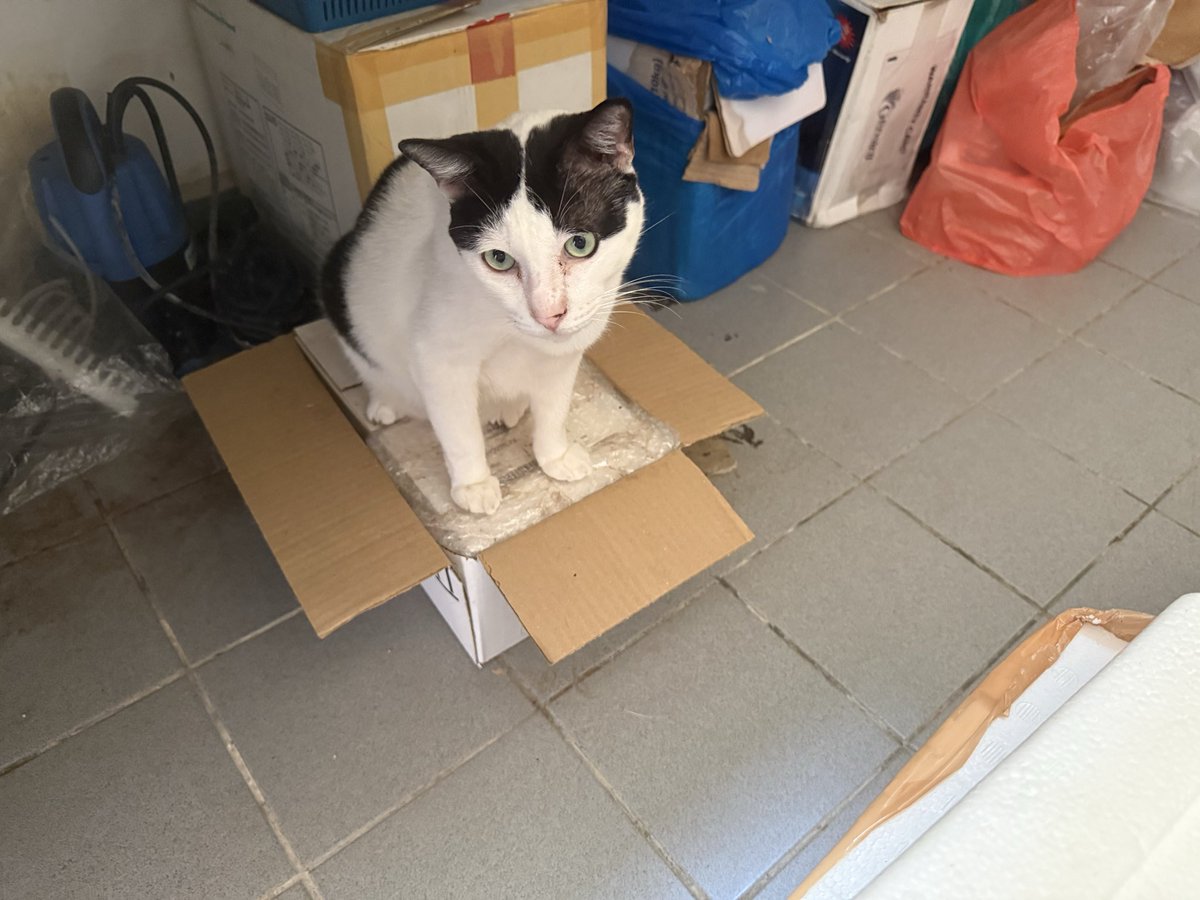 NorfazreenaF's tweet photo. Caught Mooyan sleeping at his new favourite spot under the stairs 🐾😹

@UMSHatcheryTeam https://t.co/1w0FadZgqD