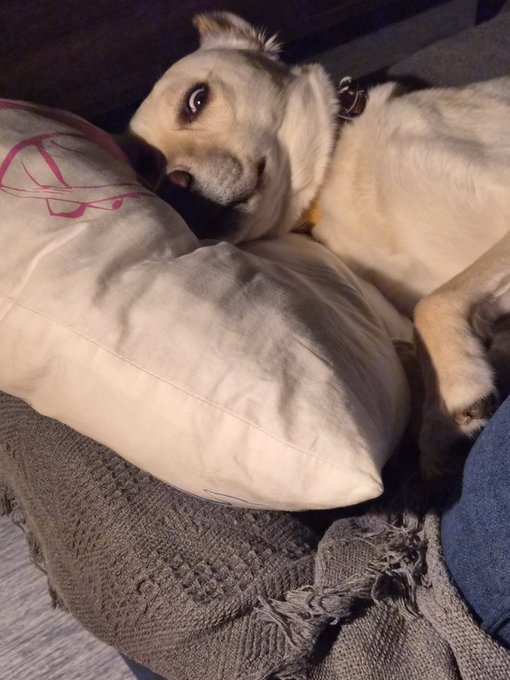 犬 