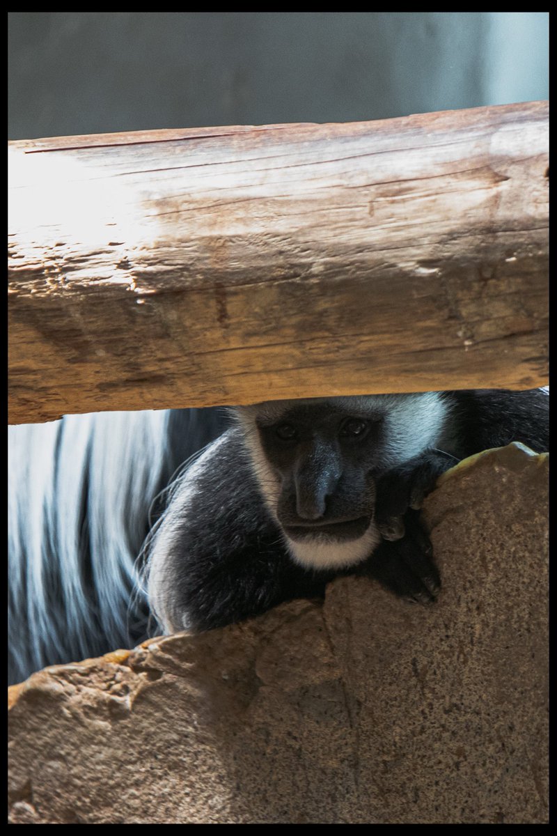 jcphotographytx's tweet photo. The zoo date turned into me quietly bonding with creatures hiding from the crowd https://t.co/TQXPzFXQGY