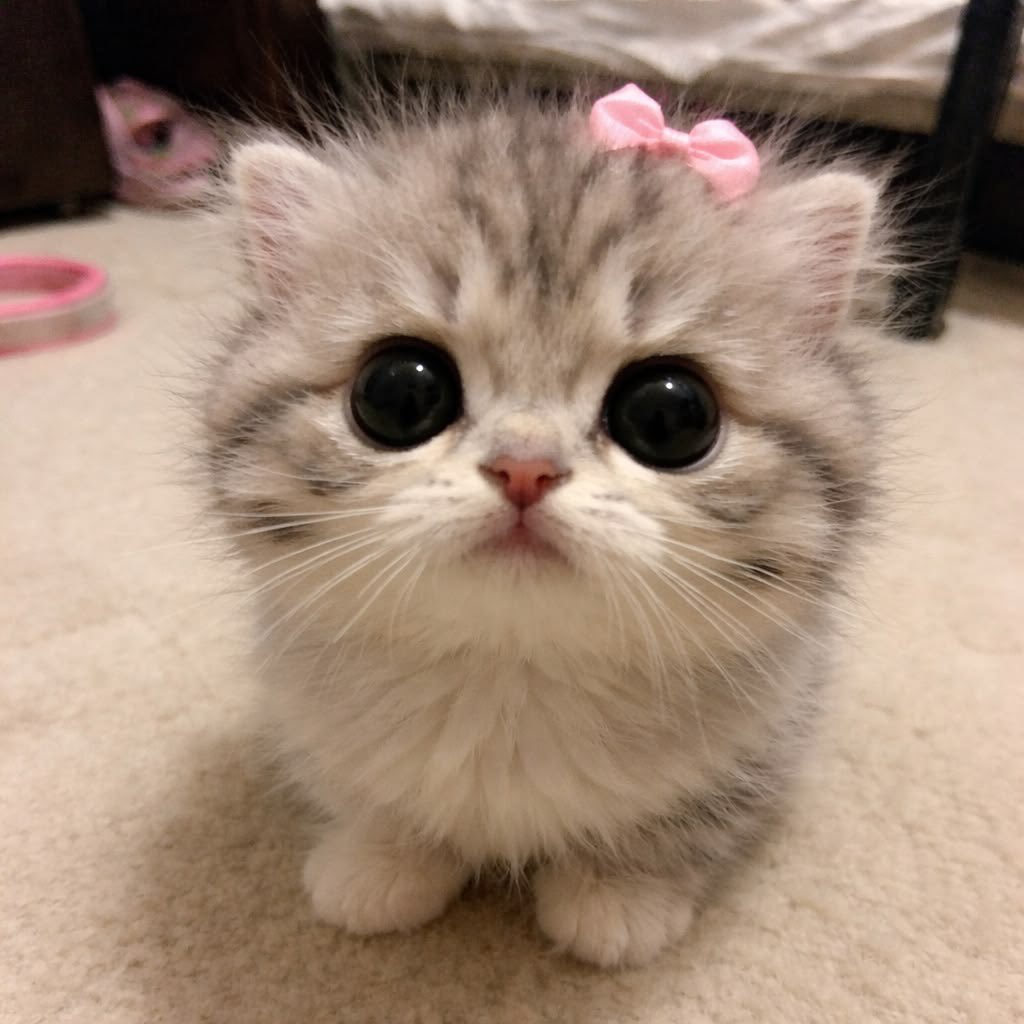 🌷ᴘᴇᴀʀʟʟɪɪᴛʜ ☁️ ꒰ 재프 ꒱ tweet media