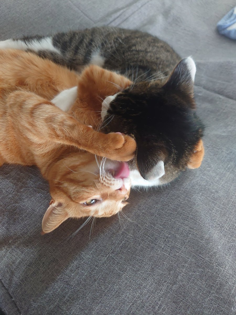 猫のいる暮らし tweet media