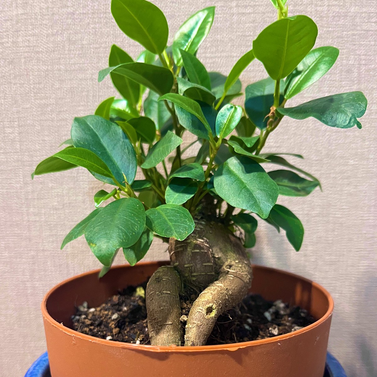 SE_R_RA's tweet photo. ガジュマルお迎えしました🌱

ポーズがかわいい https://t.co/EnjaLIXvzX