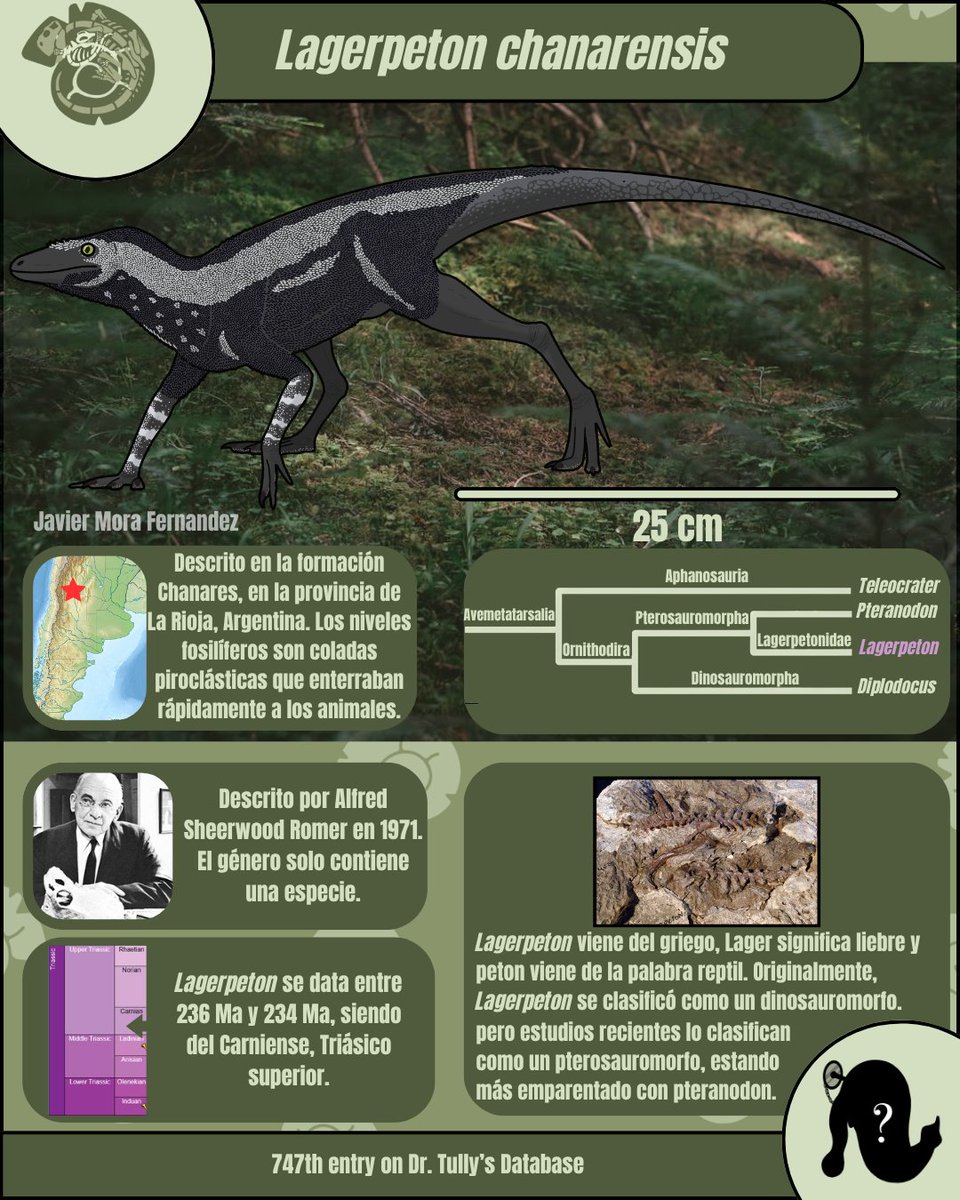 evoguesser's tweet photo. Meet Lagerpeton chanarensis! A small pterosauromorph from the Triassic of Argentina! 

Art by: @batmanelvisigodo

#paleontology #paleontologia #fossil #fossilfriday #dinosaur #dinosaurio #pterosaur #argentina https://t.co/vhf4h4Q6hD
