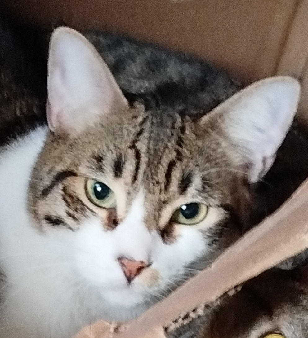 AlertaMePerdi's tweet photo. #PERDIDO #GUAYAQUIL
Nombre: #Vitorio
Fecha: 2026-05-01
Sector: Norte, Villa España. Etapa Barcelona
Sexo: Macho
Raza: Mestizo
Observación: Cuello Blanco con romano plomo y marrón y dos gotas cafés en el inicio de los ojos
Contacto: 0993369948
¡Ayúdalo a volver
#AlertaMePerdí https://t.co/onGfGzRUN3