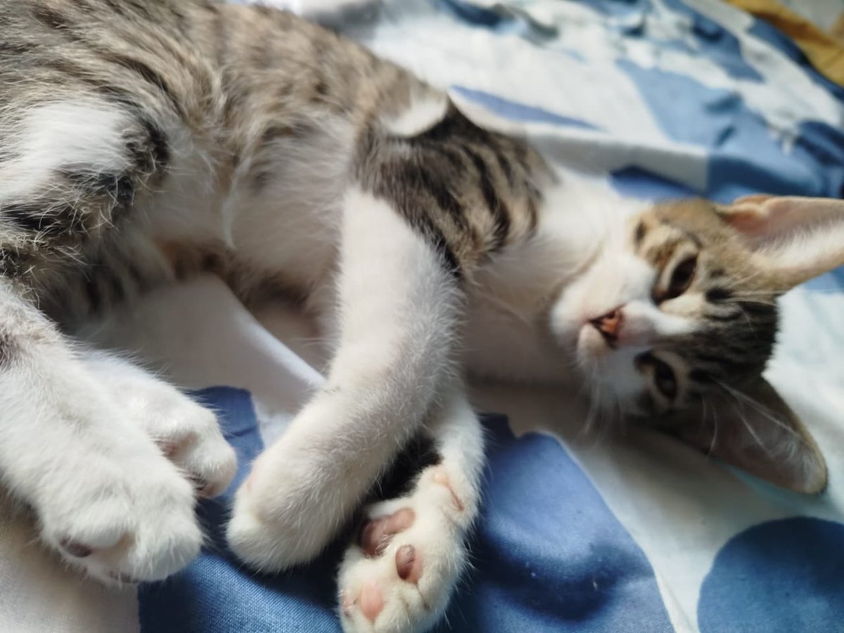 AlertaMePerdi's tweet photo. #PERDIDO #GUAYAQUIL
Nombre: #Vitorio
Fecha: 2026-05-01
Sector: Norte, Villa España. Etapa Barcelona
Sexo: Macho
Raza: Mestizo
Observación: Cuello Blanco con romano plomo y marrón y dos gotas cafés en el inicio de los ojos
Contacto: 0993369948
¡Ayúdalo a volver
#AlertaMePerdí https://t.co/onGfGzRUN3