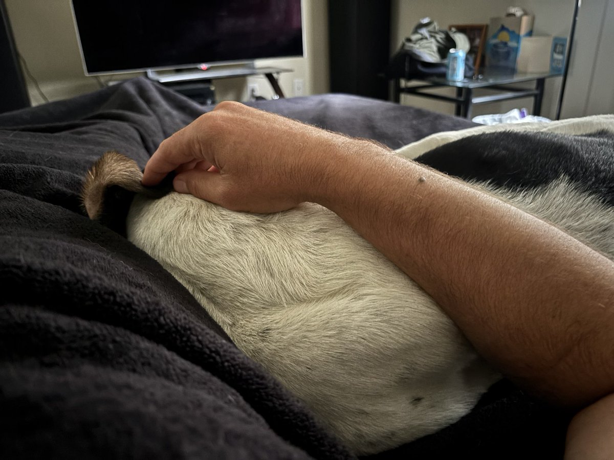 thedudewooflops's tweet photo. Ok you guys I know it’s time for my #FridayFlops but we are still being lazy in bed. So I have #InBedFlops 🐶🥱😴 https://t.co/KrjghgkHdh