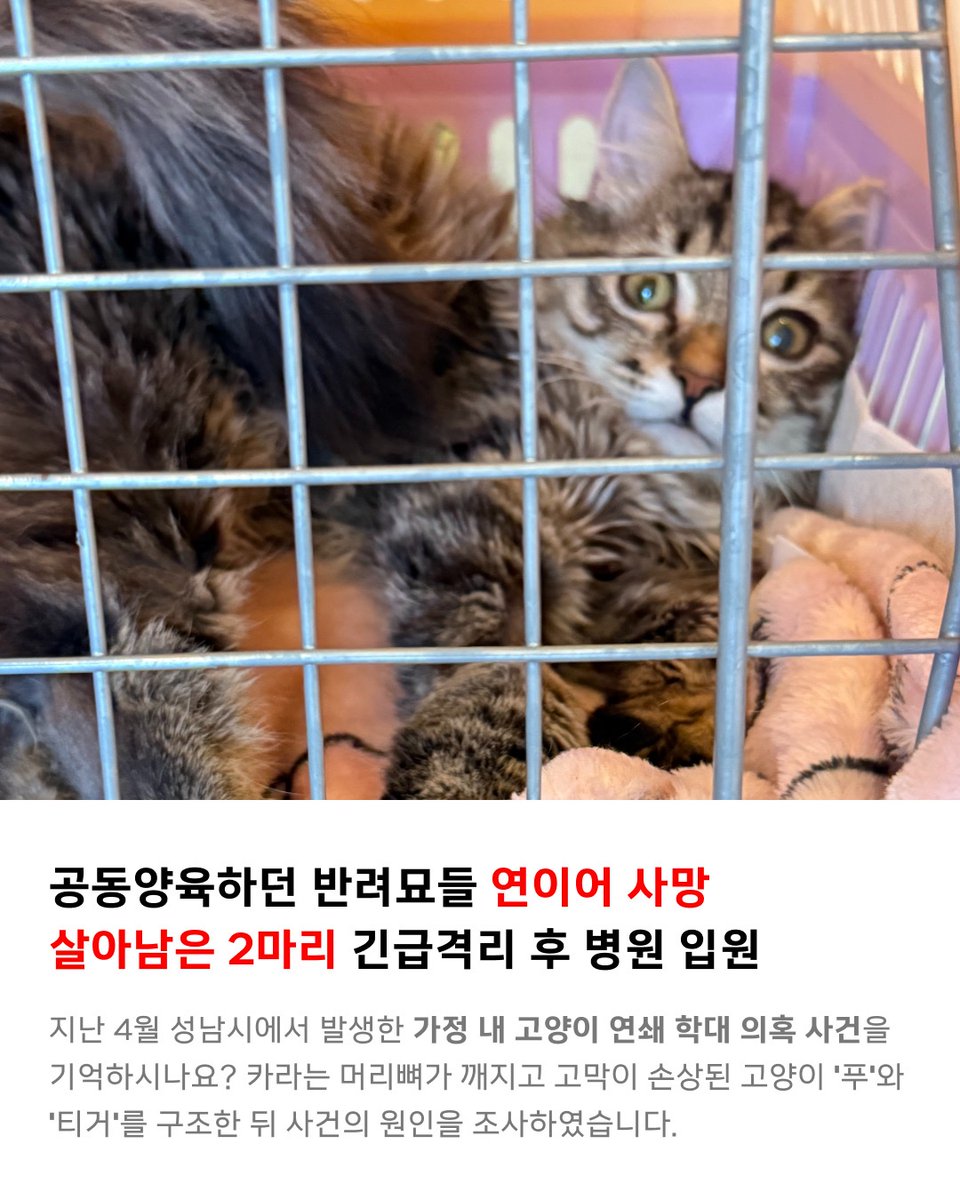 동물권행동 카라 tweet media