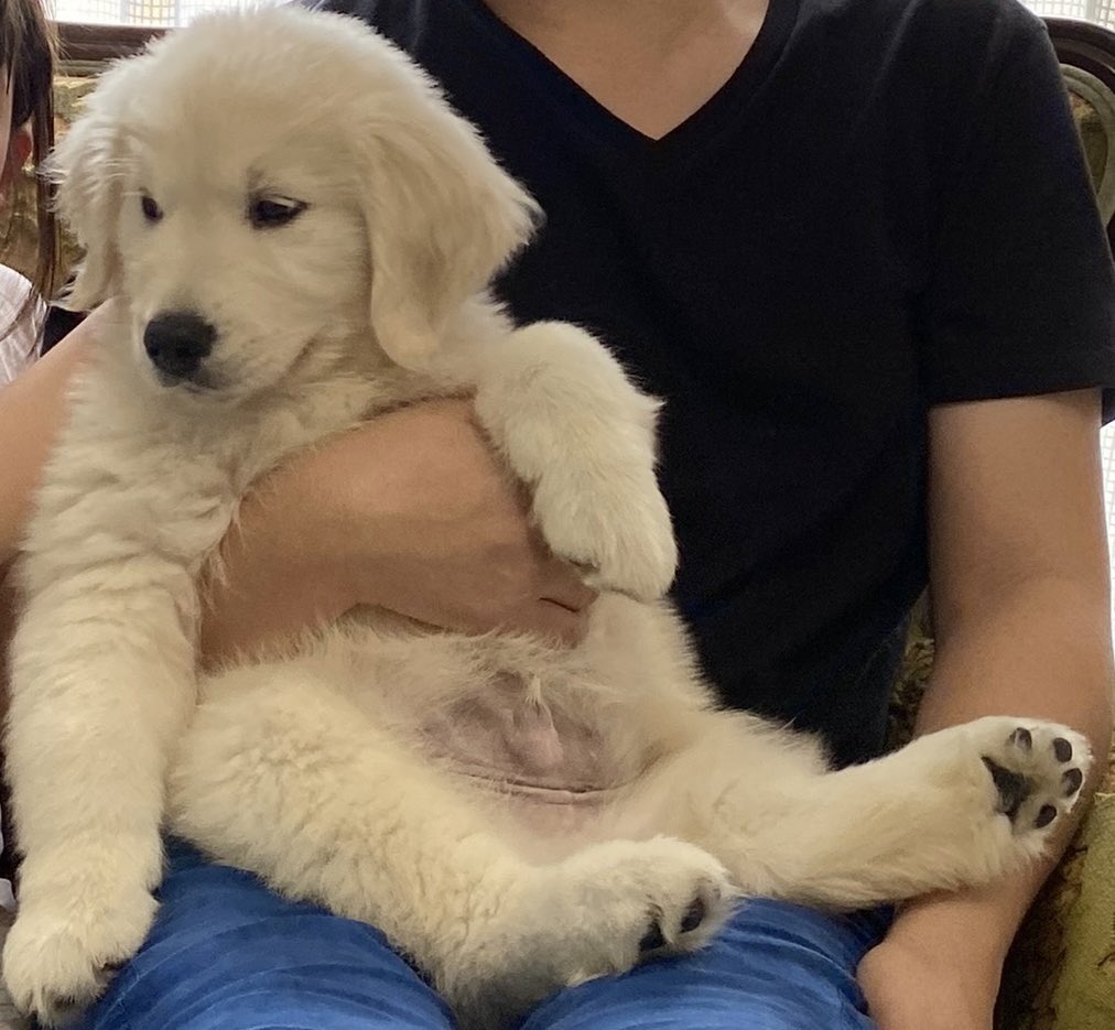 Aslan🐶 tweet media