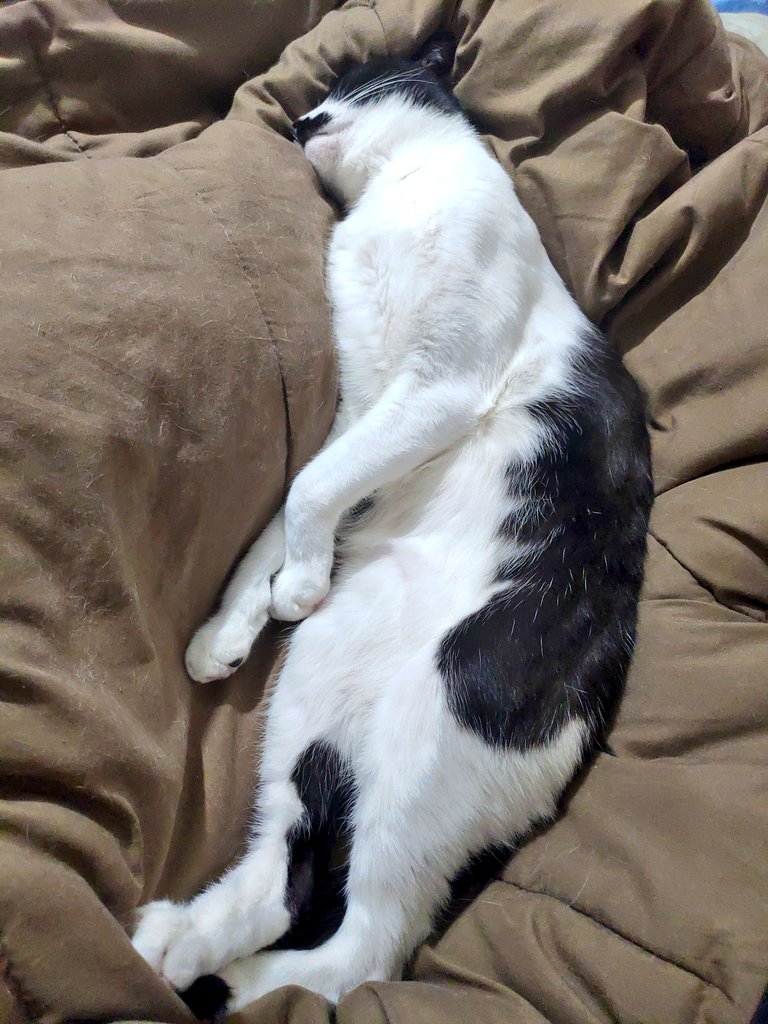ฅ^-ω-^ฅ zzz…zzz…