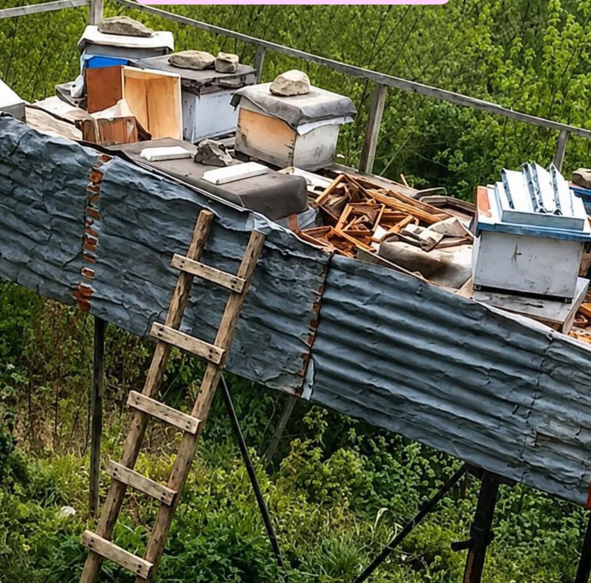 tcelenk1's tweet photo. Karadenizli olmak zor zanaat...
Üretici kendince tüm tedbirleri almış olmasına rağmen ayı talana devam etmiş. #Ordu #Üretici https://t.co/OiagPIEss6