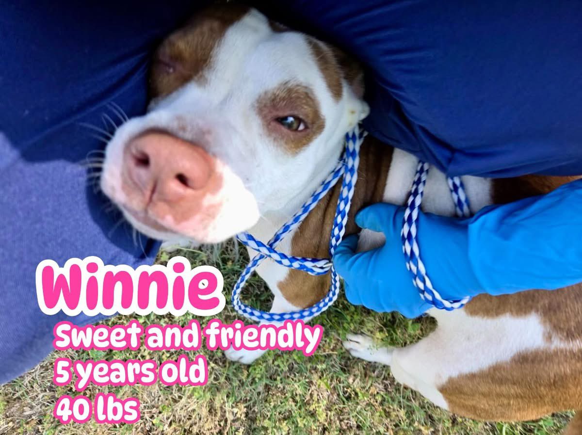 Donna Lac tweet media