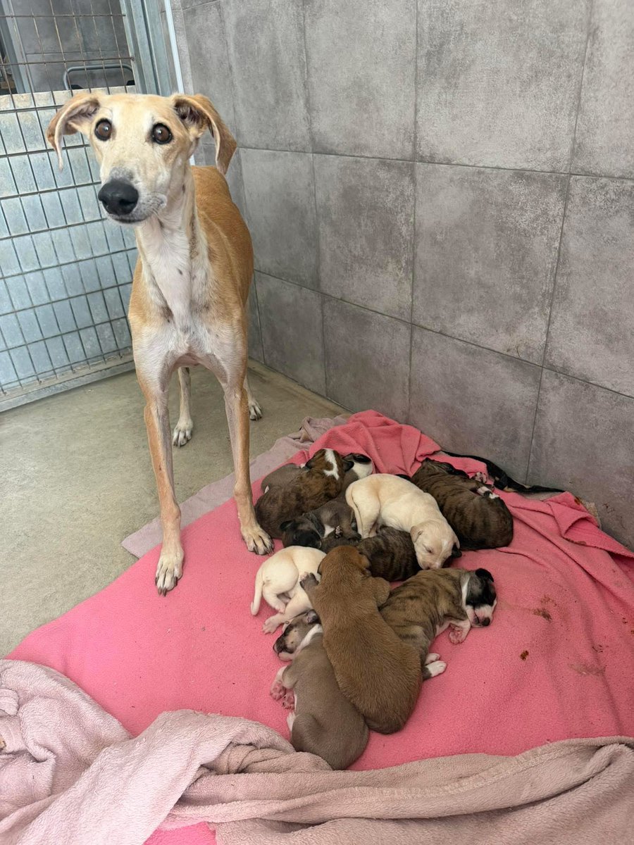 Galgos del Sol tweet media