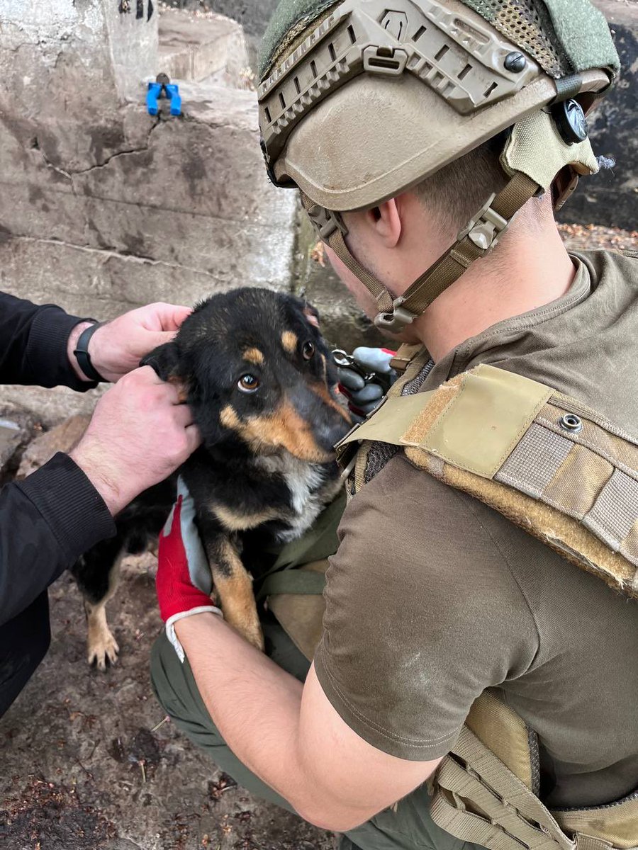 UAnimals.ENG 🇺🇦 tweet media
