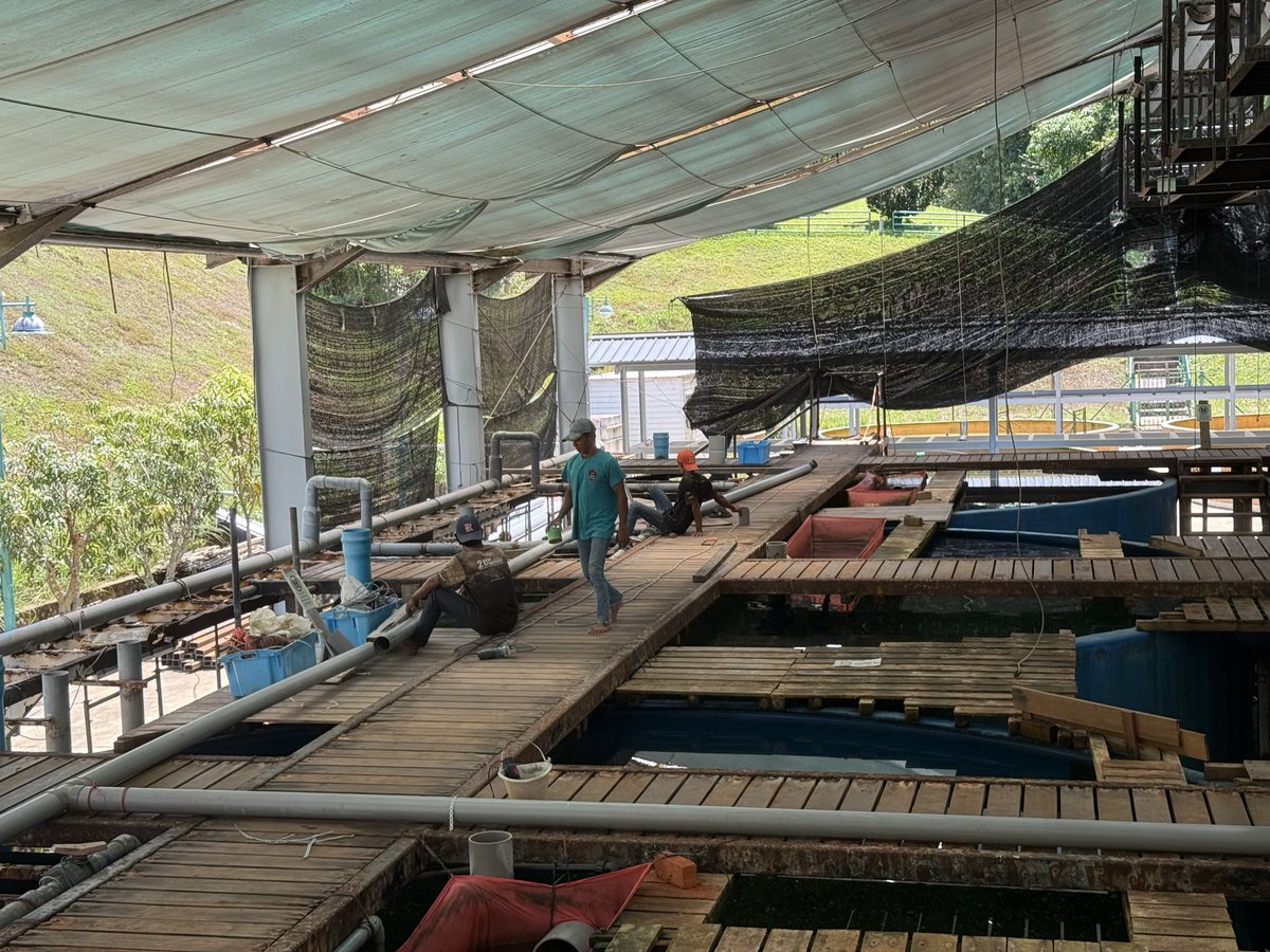 NorfazreenaF's tweet photo. Good evening everyone. This morning, the aeration was temporarily turned off to allow for pipe connection work. We also continued the seed rearing of Lele and transferred the tanks to the CD area.

@UMSHatcheryTeam https://t.co/DyupvbRiKH