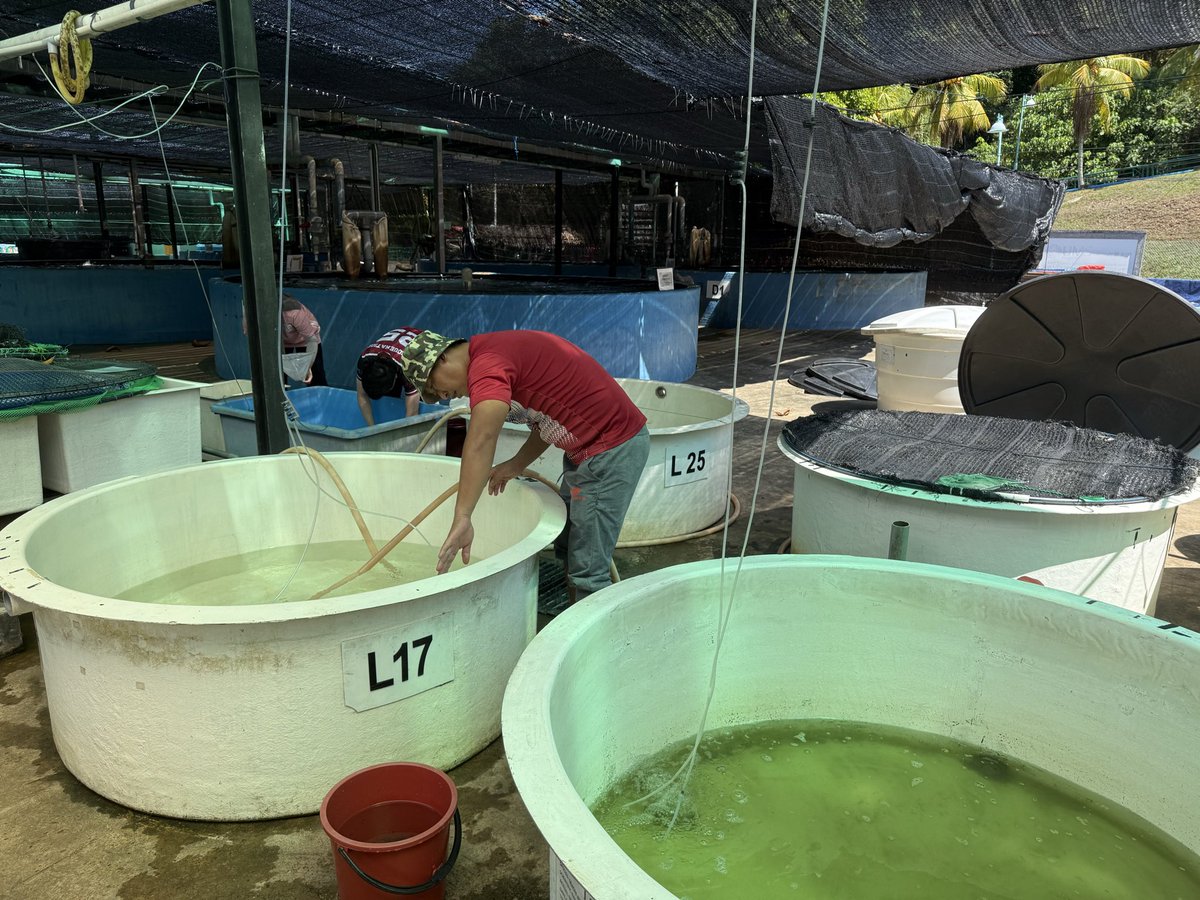 NorfazreenaF's tweet photo. Good evening everyone. This morning, the aeration was temporarily turned off to allow for pipe connection work. We also continued the seed rearing of Lele and transferred the tanks to the CD area.

@UMSHatcheryTeam https://t.co/DyupvbRiKH