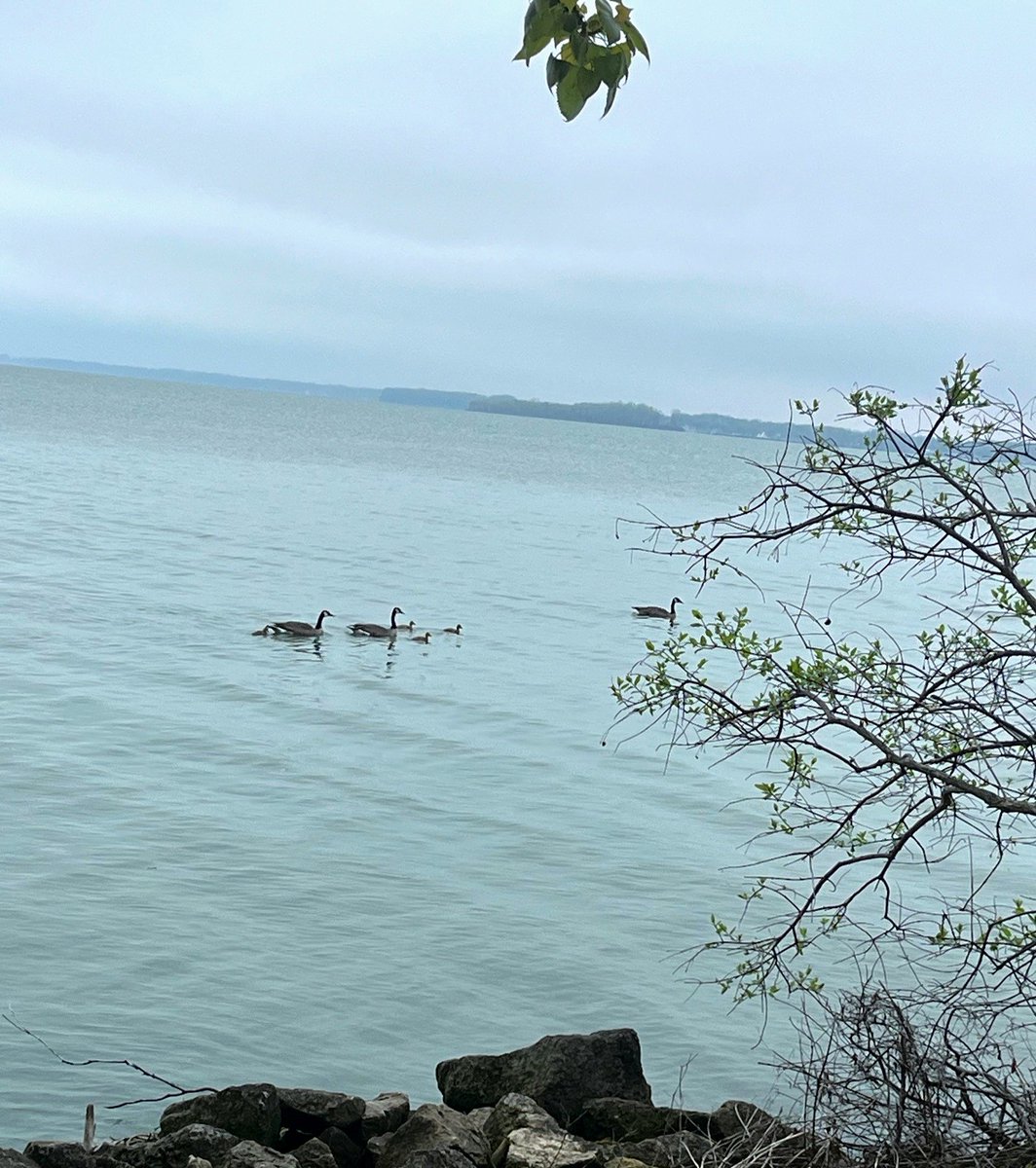 FanningHowey's tweet photo. Celebrating 65 Years of Impact: 65 Acts of Giving Back 

In partnership with the @lakeimprovement our team participated in a lake clean-up day dedicated to preserving and enhancing the lake. We helped remove trash, driftwood, and debris to support the health of the lake. https://t.co/pDMYaXQL6O