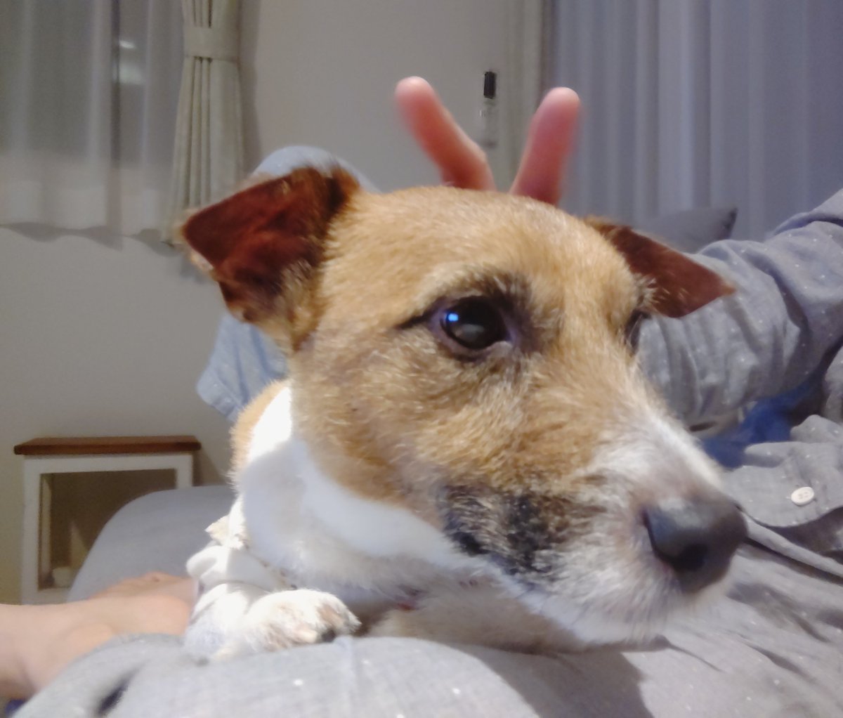 Papillon_JRT's tweet photo. 2人でまったりしてます。
すももちゃんはまだまだ赤ちゃんなのでハウスでお休み中💤 https://t.co/gM7HYQhnIr