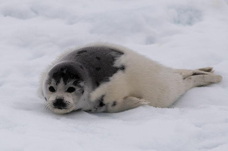 HarpSeals Org tweet media