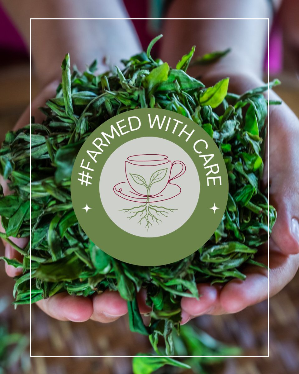 Tea & Herb Assoc Canada tweet media