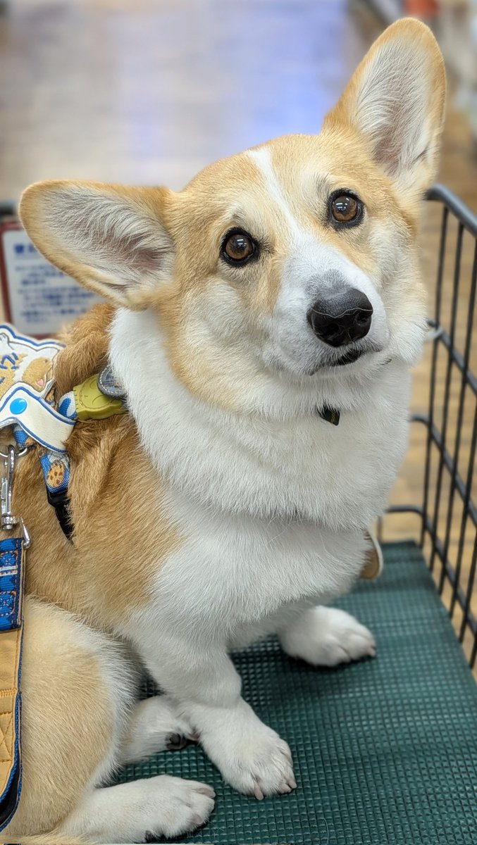 今日はトリミング🧴🚿✂️🪮行って来たワン🐶