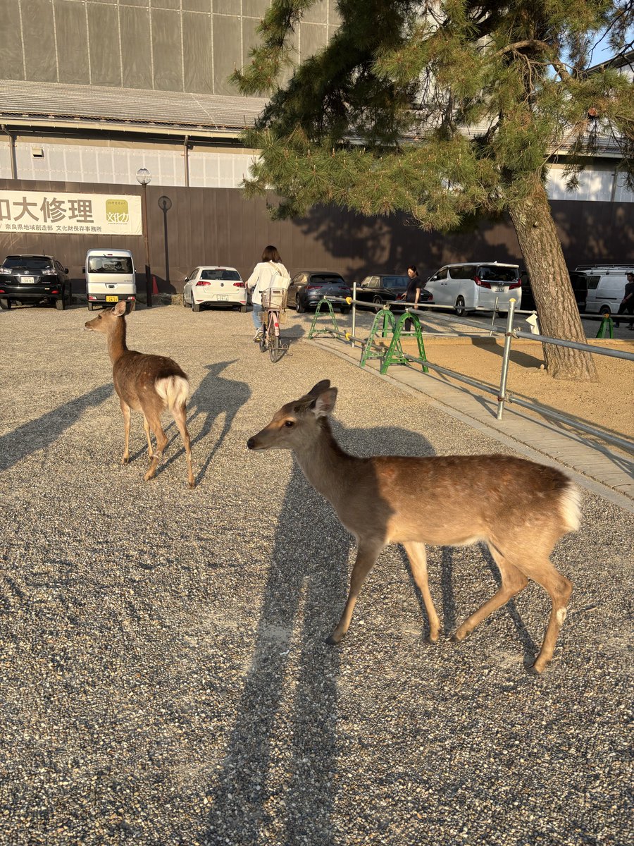 クリプトよぷ tweet media