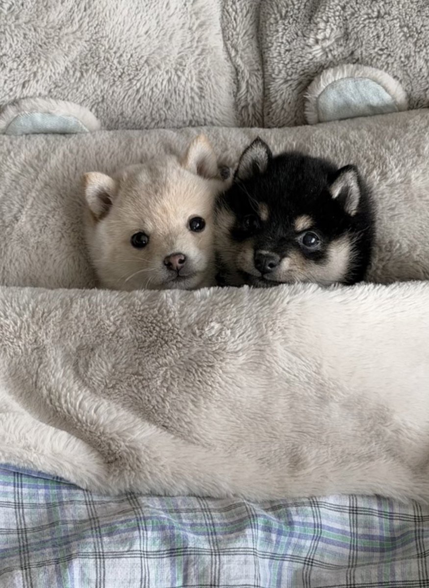 twaniimals's tweet photo. https://t.co/ni6jfoAzgU