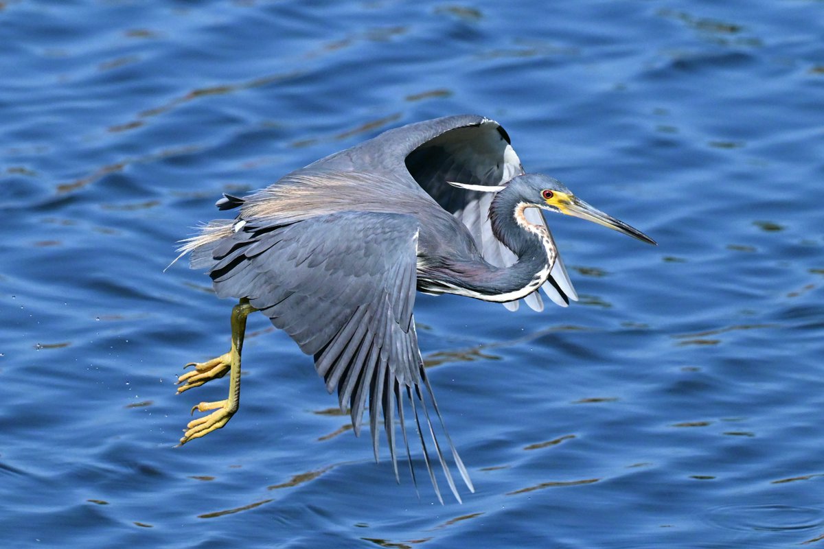 CharlieDAngeloX's tweet photo. Tricolor Heron short relocation flight. Nikon Z8.
#ThePhotoHour #IndiAves #nikoncreators #canon #Sony #Leica Drake Friday 
#FridayVibes MetalCore China UK EU USA #ITALY Britons health Xi 'New York' Challenge https://t.co/X47onTNwyZ