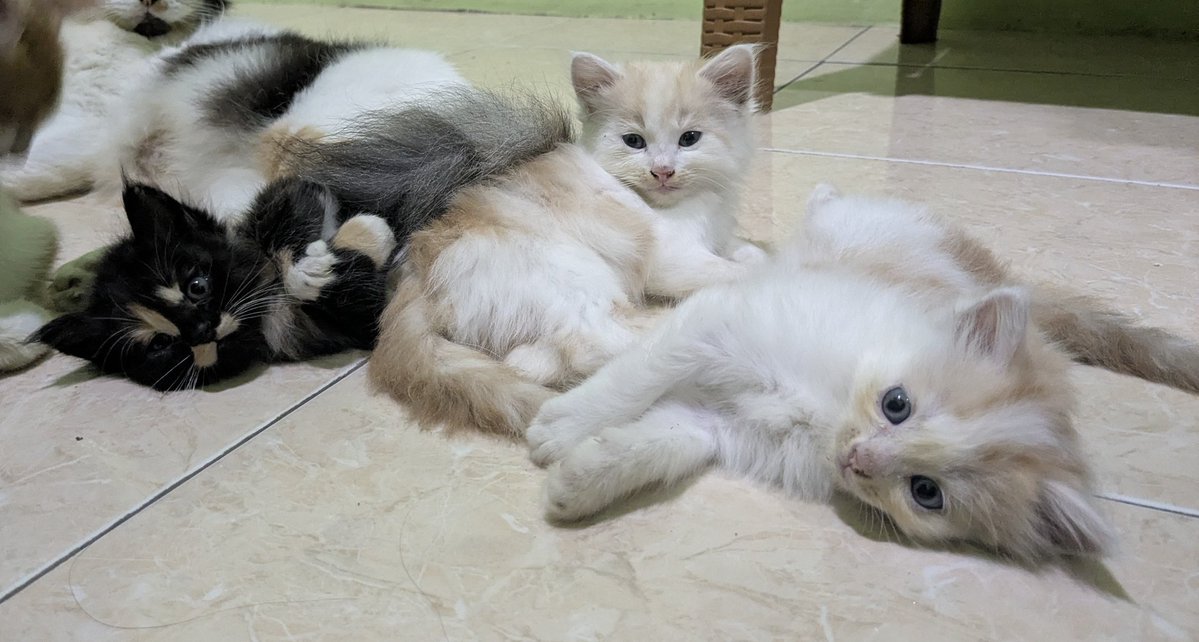 ann | WTB tiket exo jkt tweet media